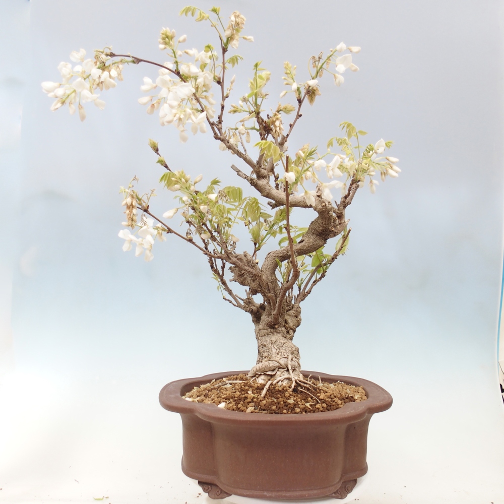 Bonsaï d'extérieur - Vistaria - Wisteria