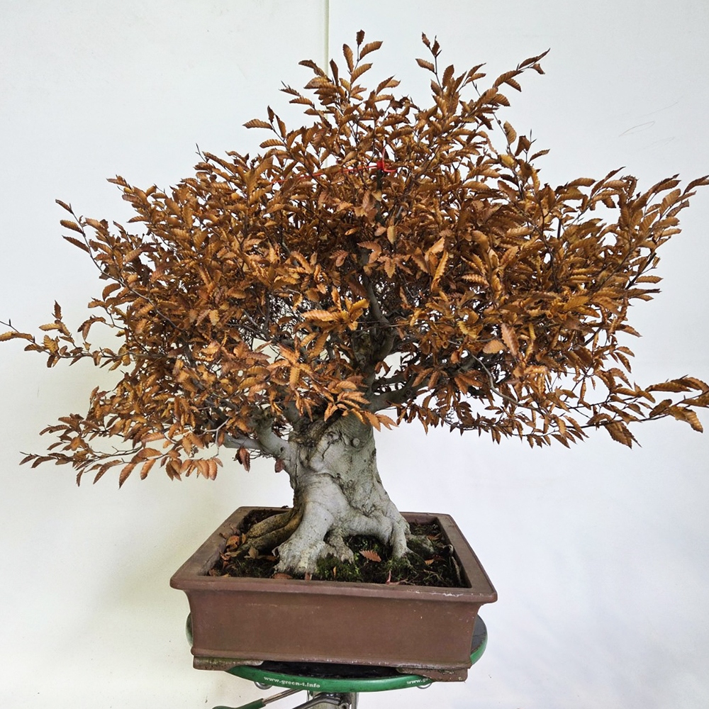 Bonsaï d'extérieur - Fagus crenata