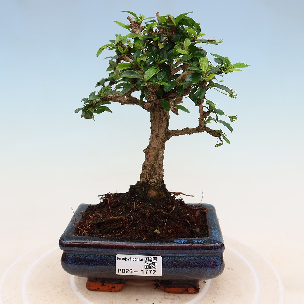 Bonsaï de chambre - Carmona macrophylla - Tea fuki