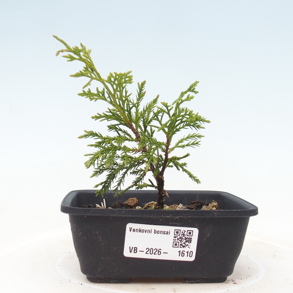Bonsaï d'extérieur - Juniperus chinensis Itoigawa