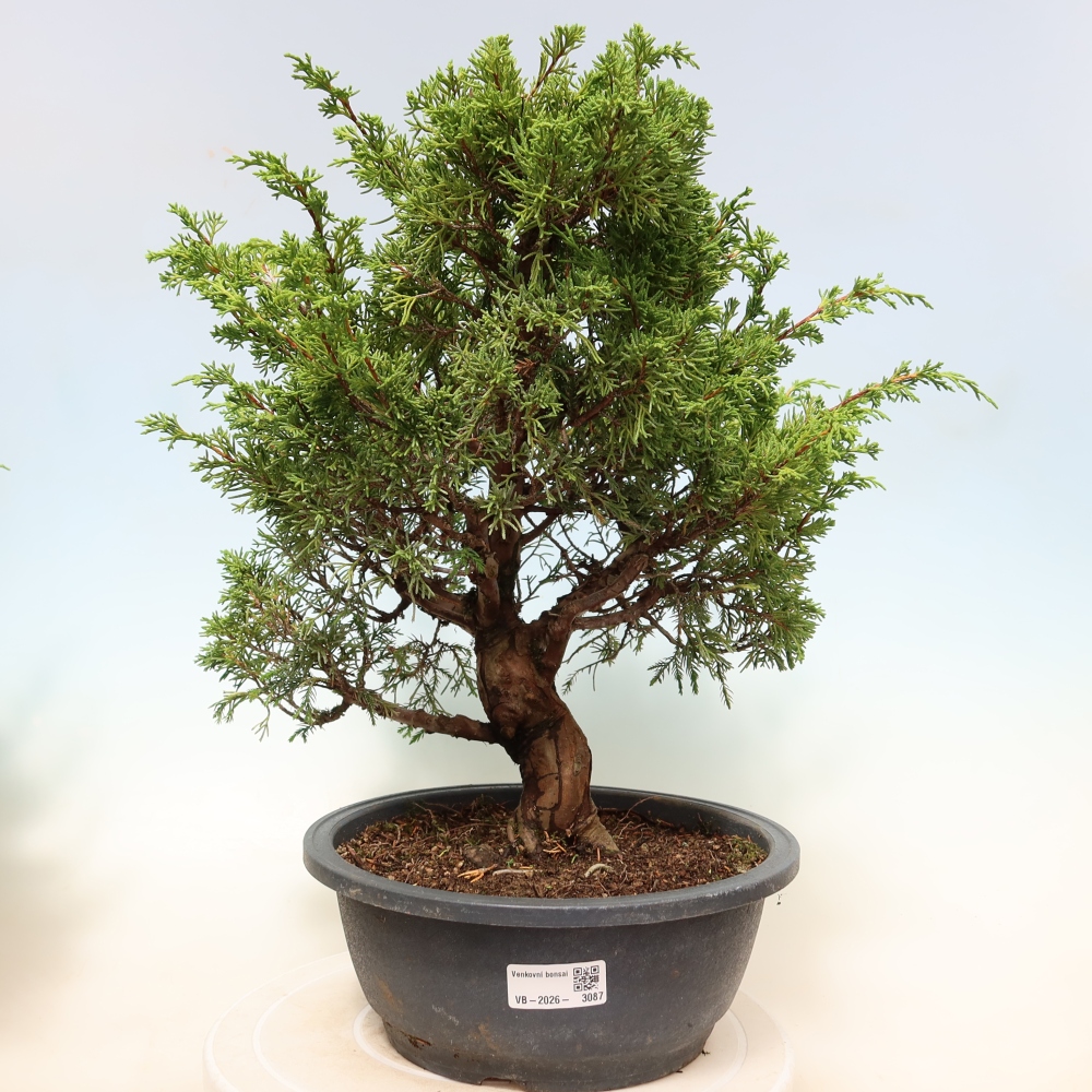Bonsaï d'extérieur - Juniperus chinensis Itoigawa-Juniperus chinensis