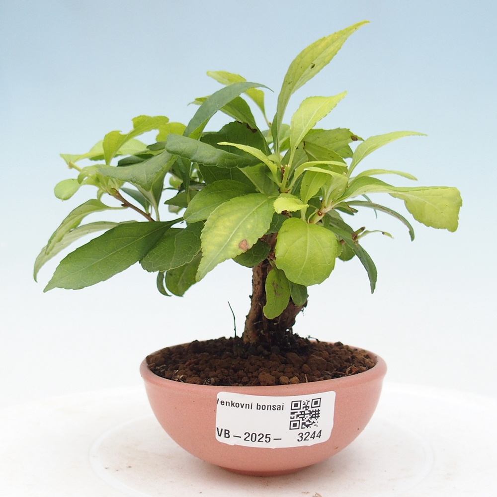 Bonsaï d'extérieur - Celastrus orbiculatus