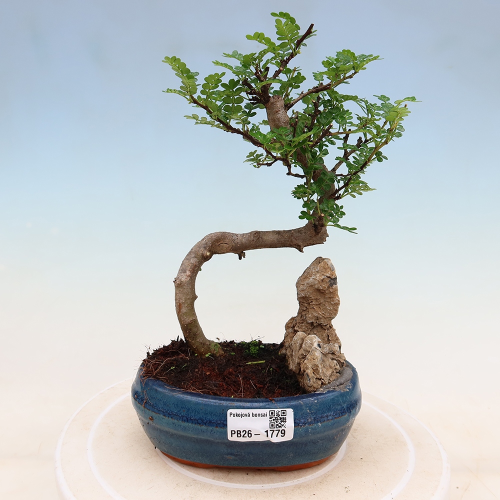 Salle bonsaï - Zantoxylum piperitum - arbre à poivre