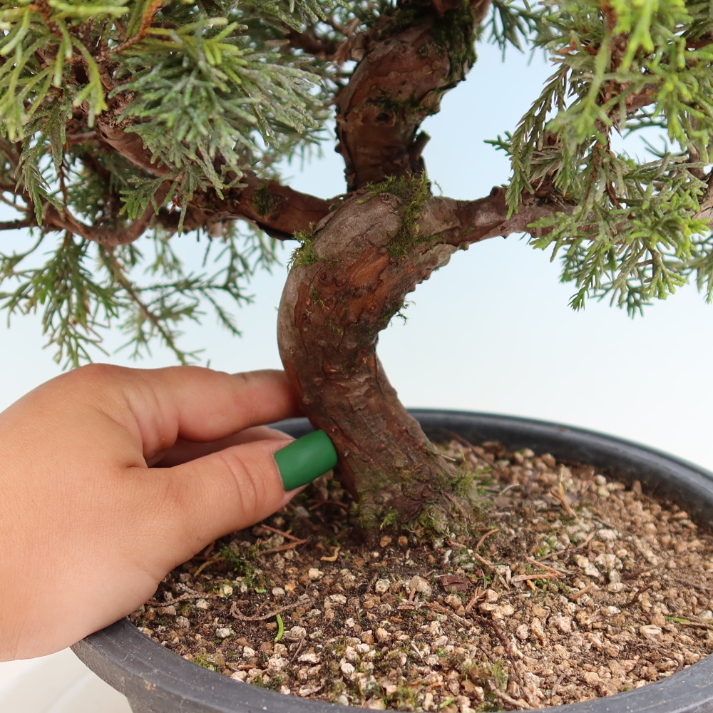 Bonsaï d'extérieur - Juniperus chinensis Itoigawa-Juniperus chinensis