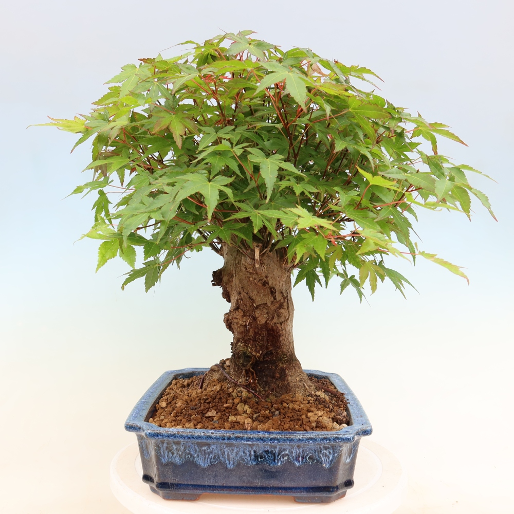 Bonsaï d'extérieur - Maple Burger - Acer Burgerianum