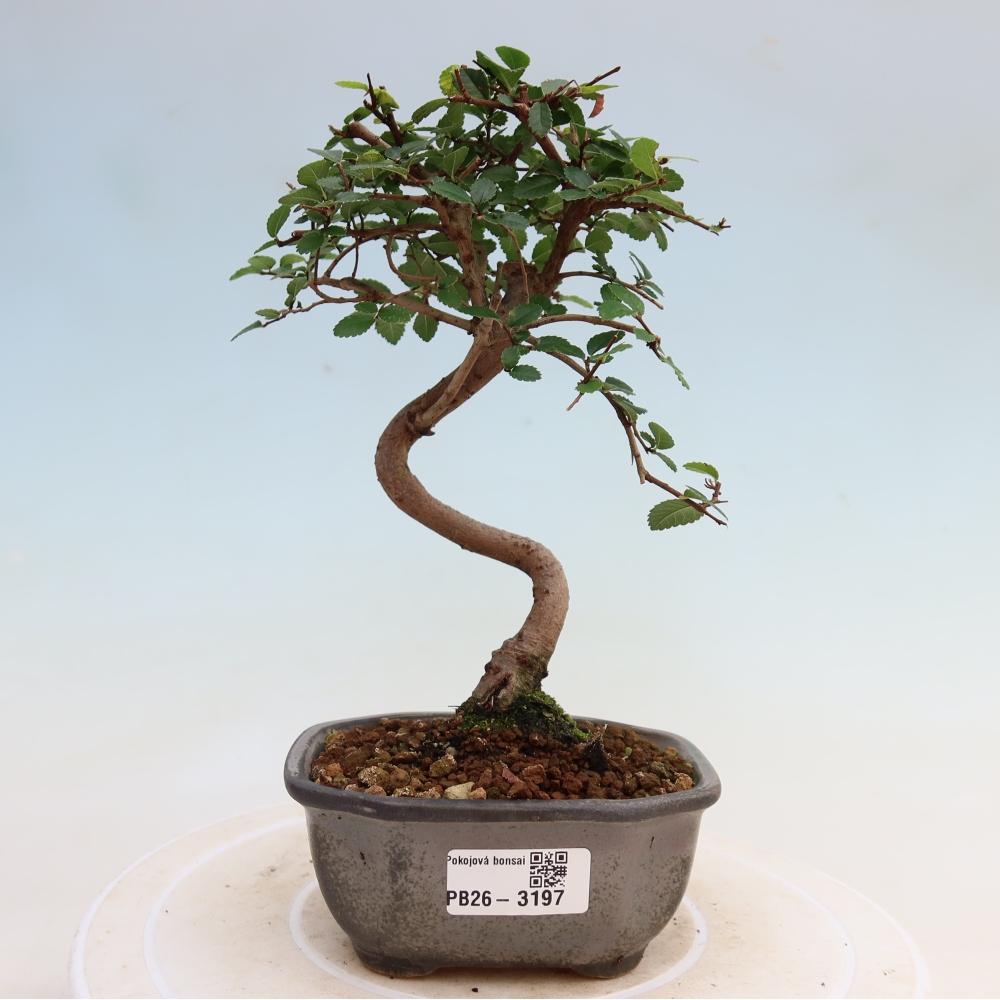 Bonsaï de chambre - Ulmus parvifolia - Orme à petites feuilles