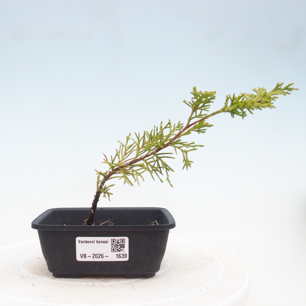Bonsaï d'extérieur - Juniperus chinensis Itoigawa