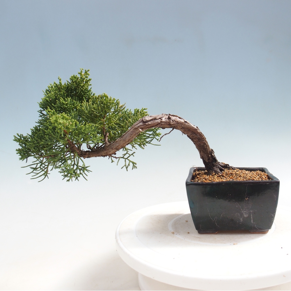 Bonsaï d'extérieur - Juniperus chinensis Kishu