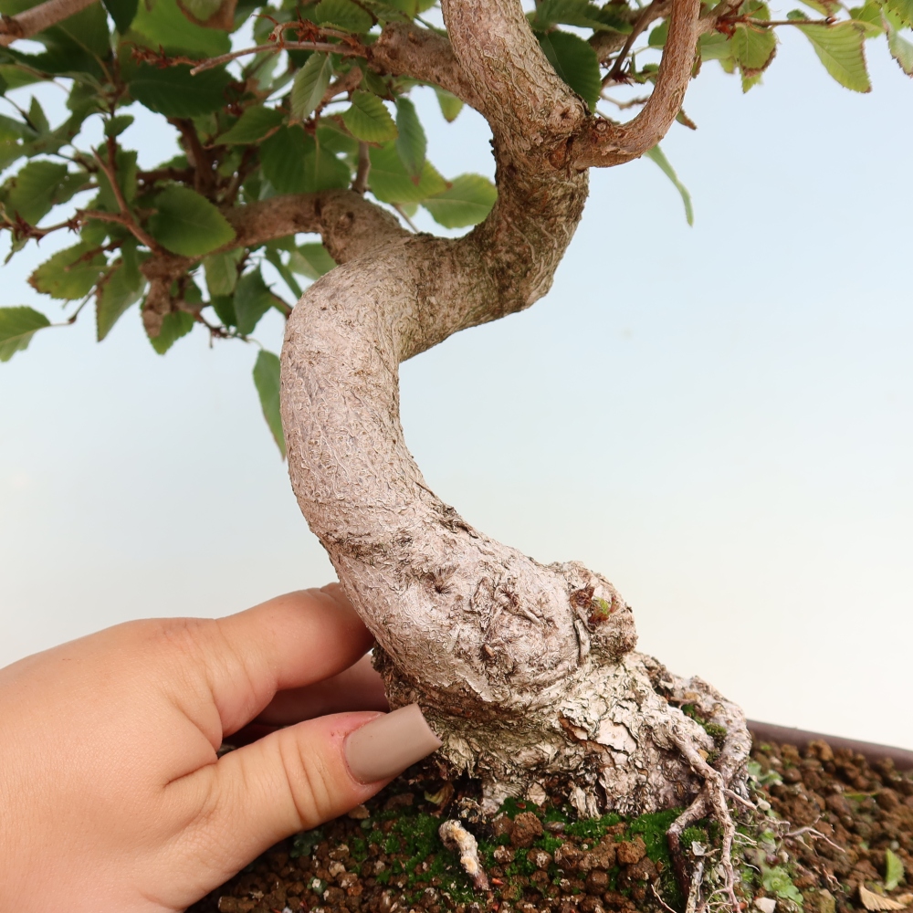 Bonsaï d'extérieur -Carpinus CARPINOIDES - Charme de Corée