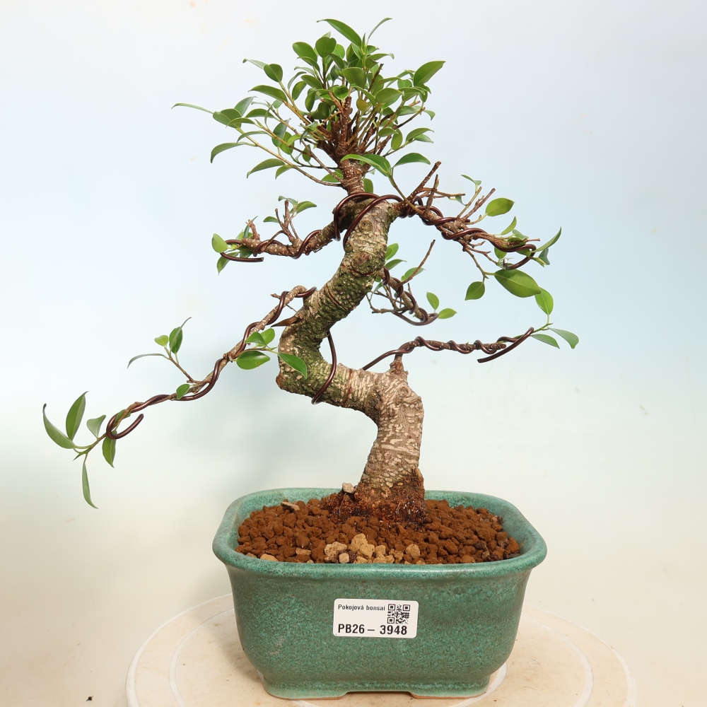 Salle bonsaï - Ficus kimmen - ficus à petites feuilles