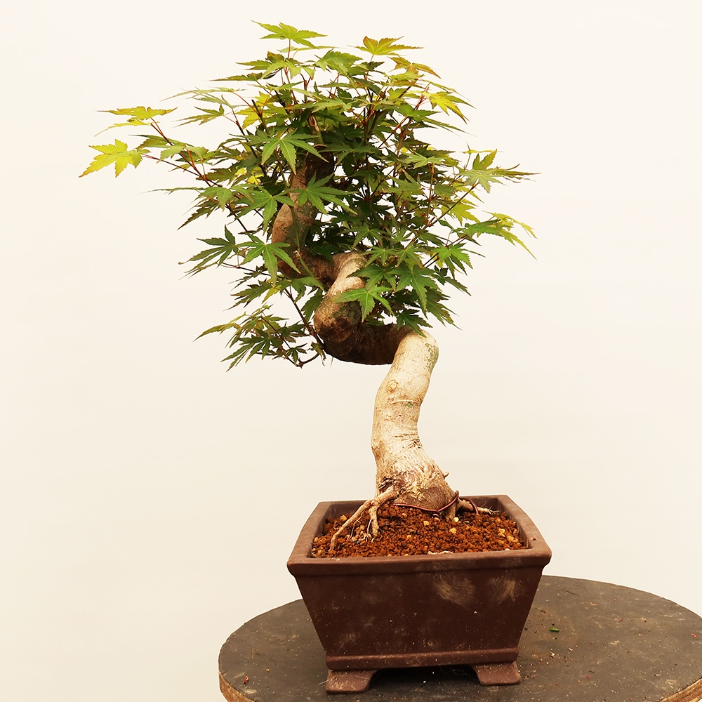 Bonsaïs d'extérieur - Maple palmatum - Palmiers