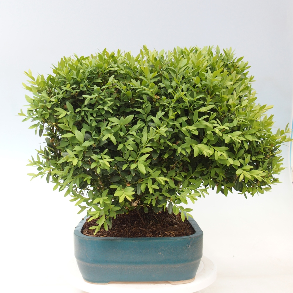 Bonsaï d'extérieur - Buxus sempervirens - buis
