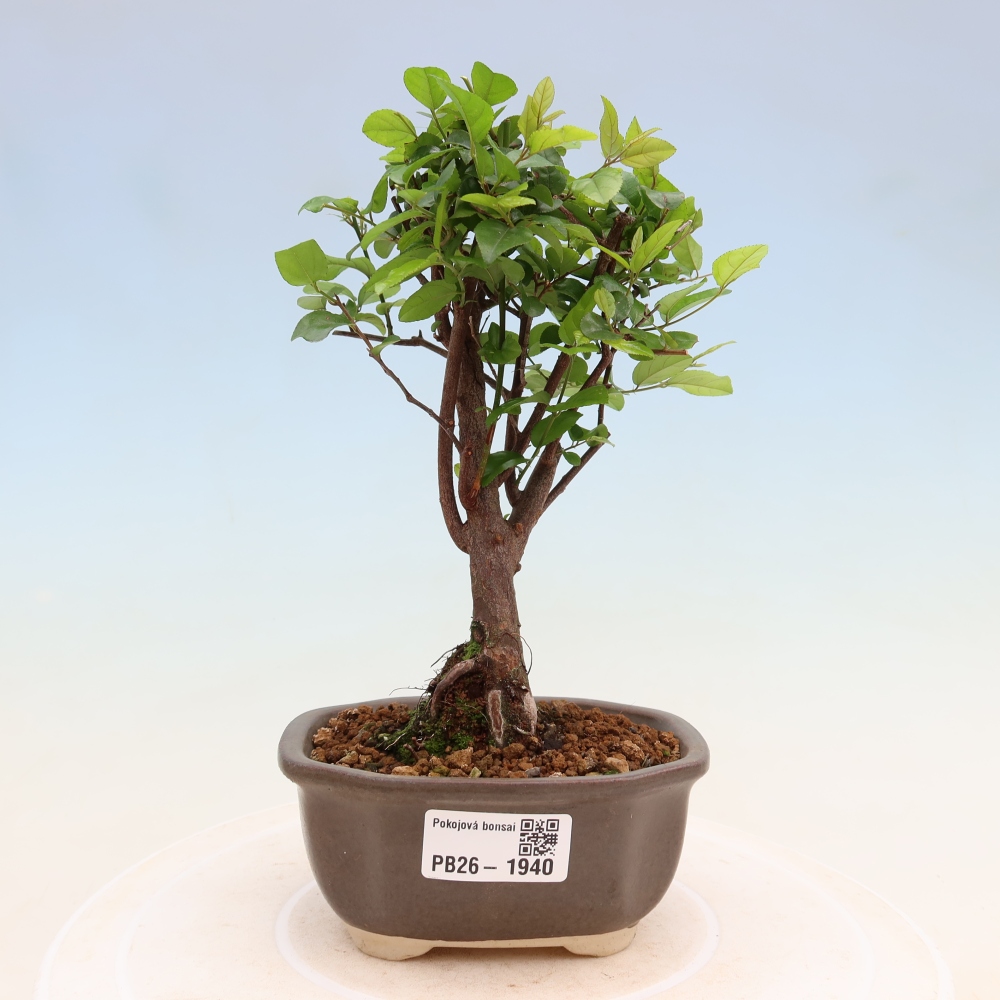 Bonsaï de chambre - Sageretia thea - Sageretia thea