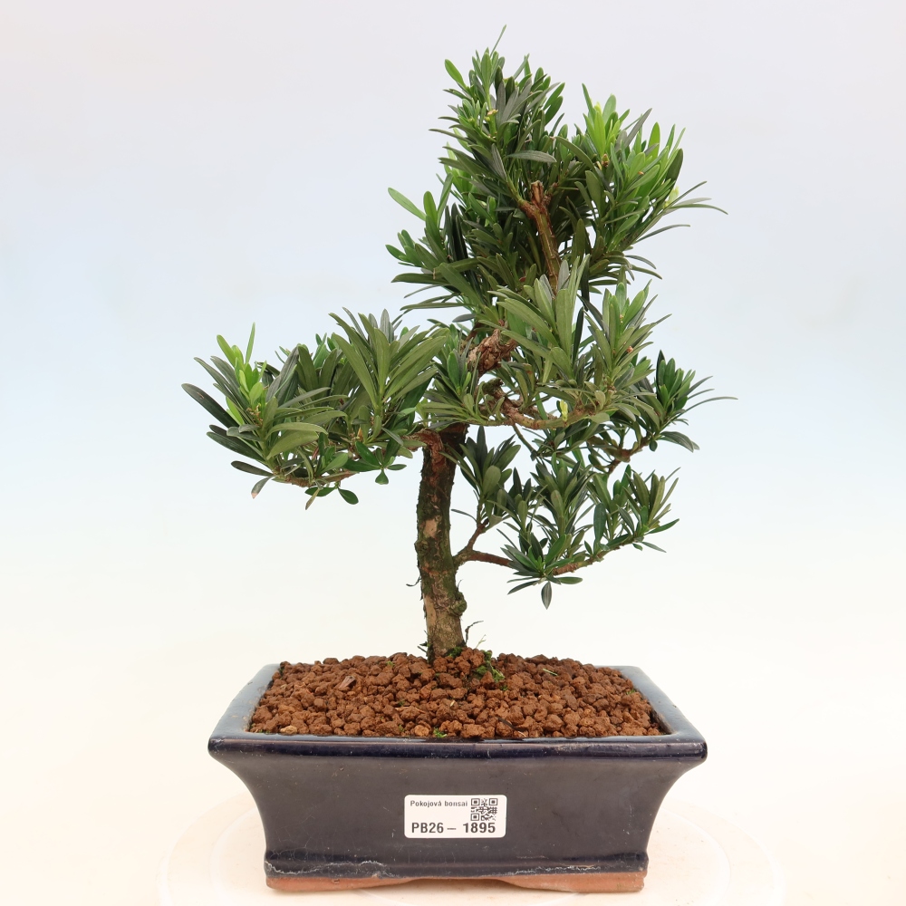 Salle bonsaï - Podocarpus - If en pierre