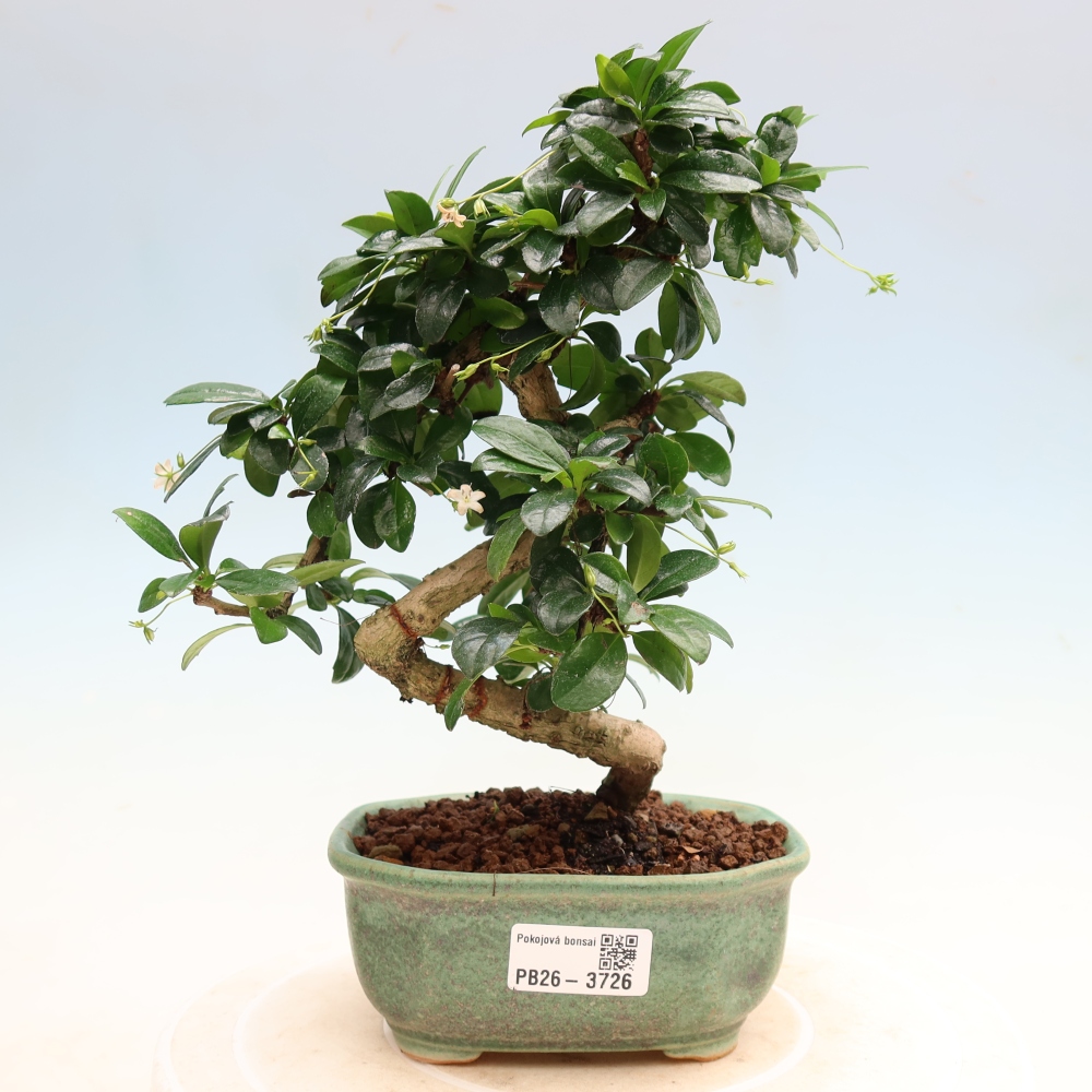 Bonsaï de chambre - Carmona macrophylla - Tea fuki