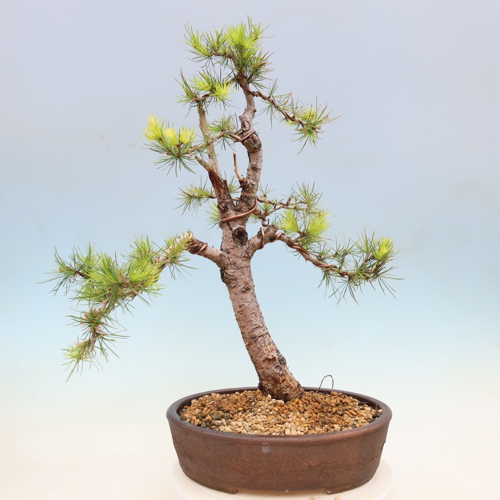 Bonsaï d'extérieur -Larix decidua - Mélèze