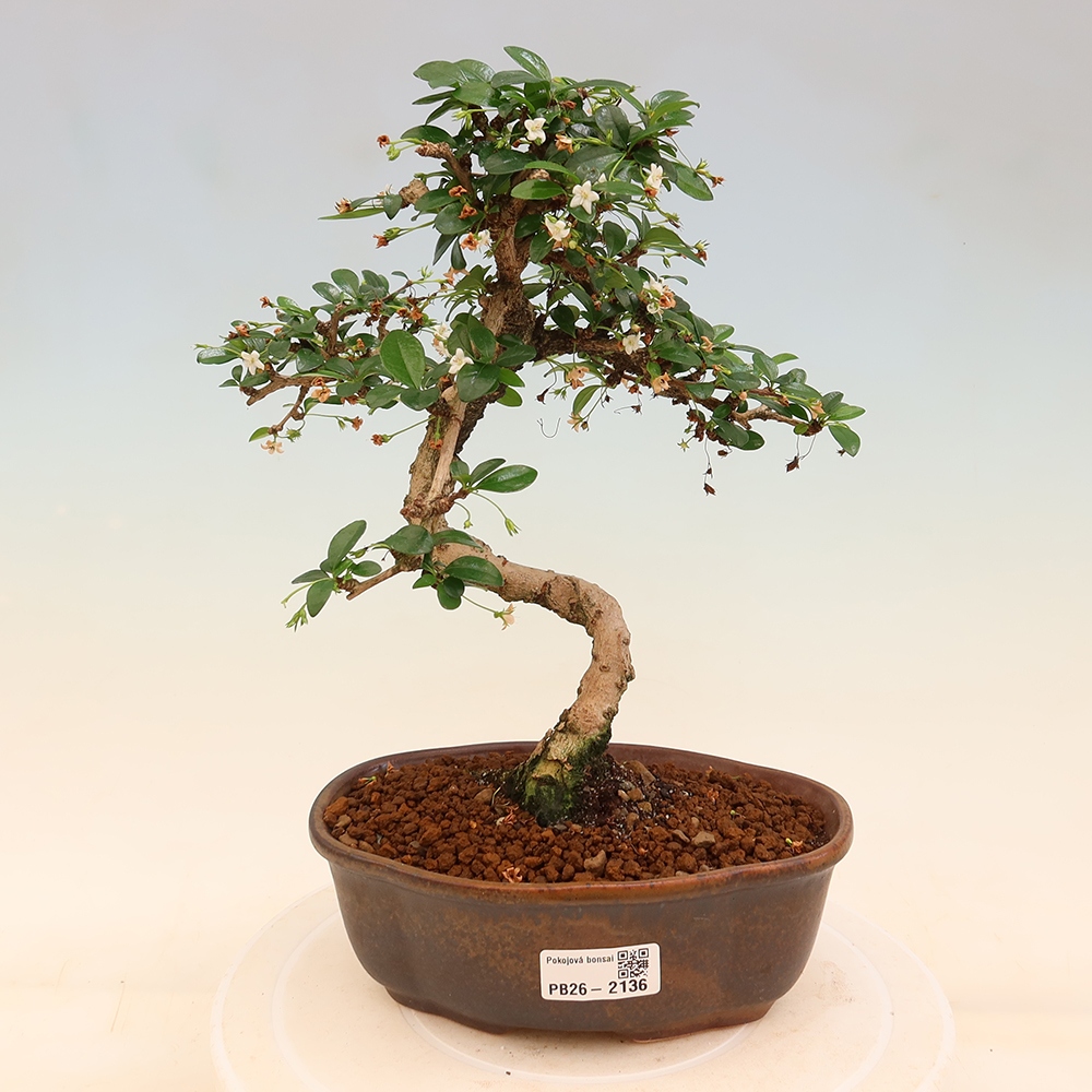 Bonsaï de chambre - Carmona macrophylla - Tea fuki