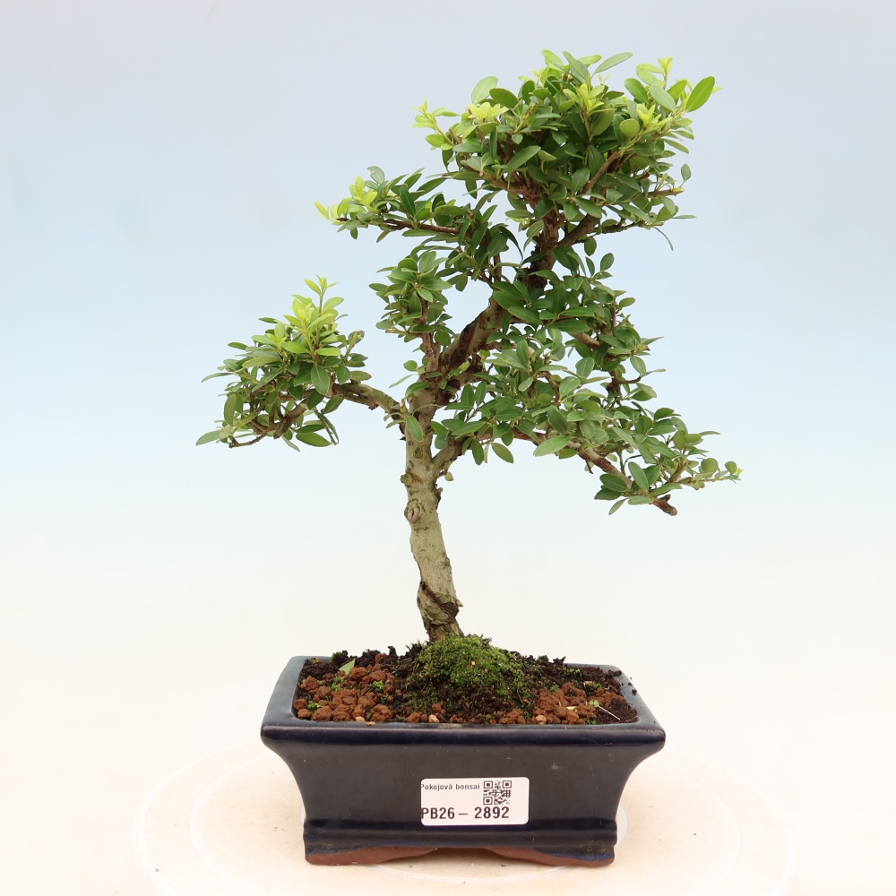 Bonsaï de chambre - Ilex crenata - Houx