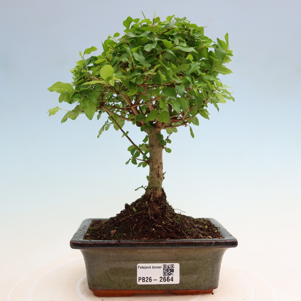 Bonsaï de chambre -Ligustrum chinensis - Bec d'oiseau