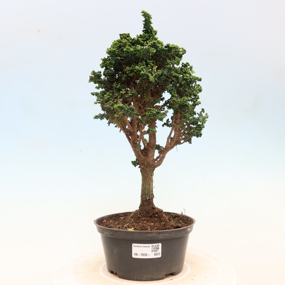 Bonsaï d'extérieur - Cham. obtusa SEKKA HINOKI - Cyprès