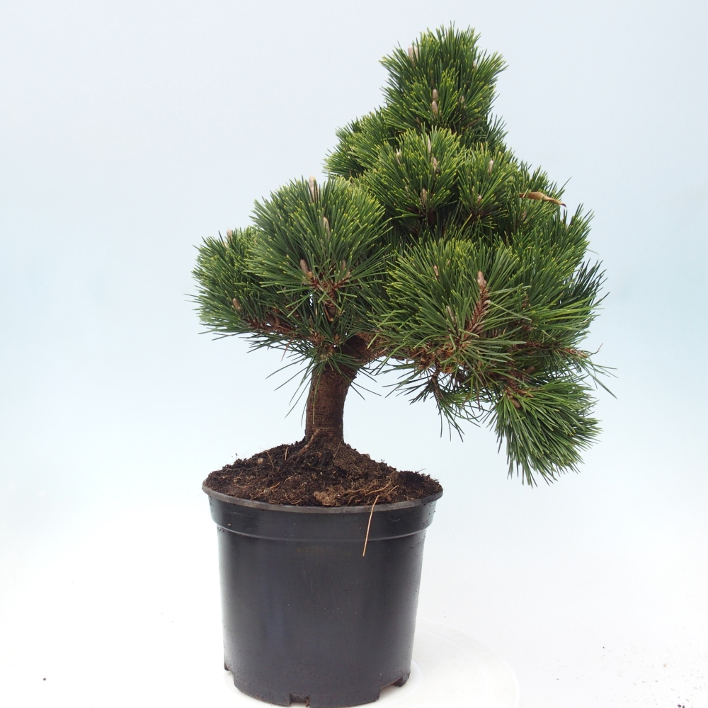 Bonsaï d'extérieur - Pinus thunbergii senjyumaru - Pin de Thunberg