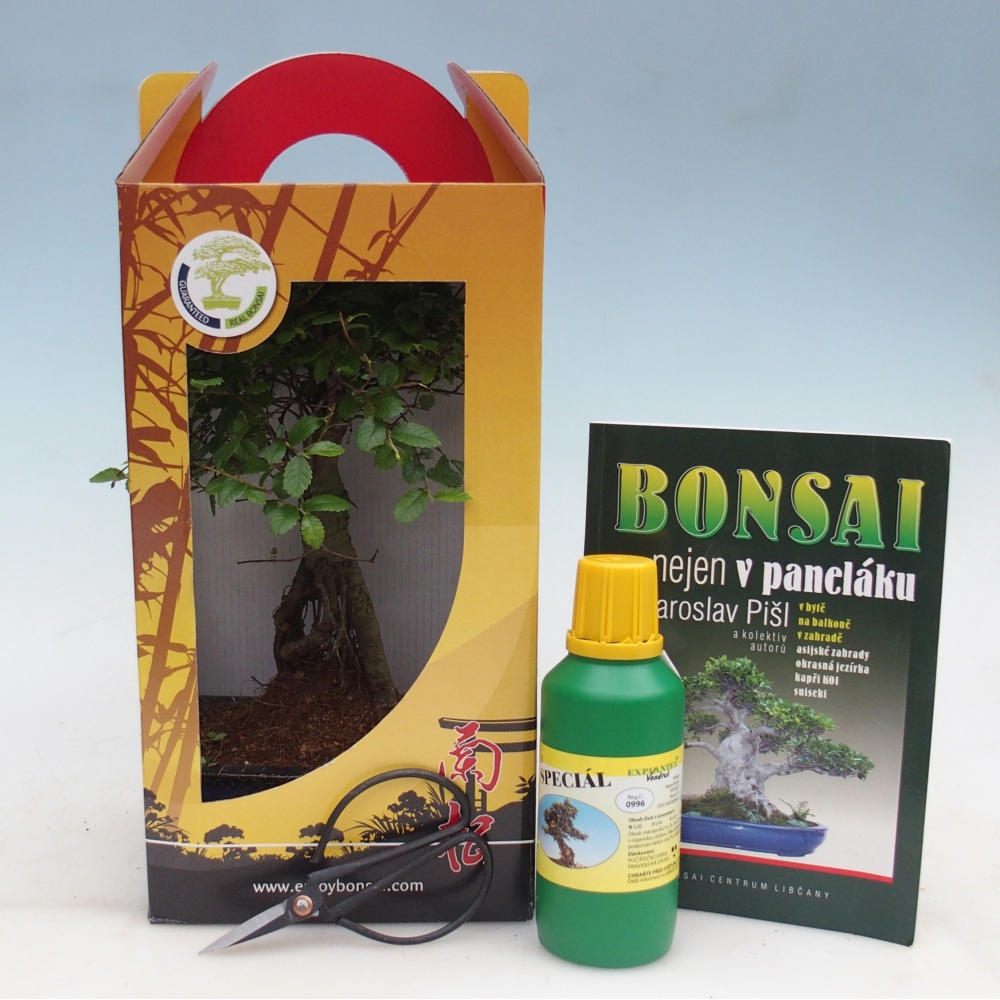 Ulmus parvifolia - Orme de Chine