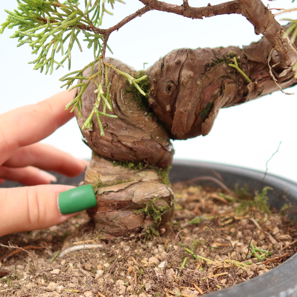 Bonsaï d'extérieur - Juniperus chinensis Itoigawa-Juniperus chinensis