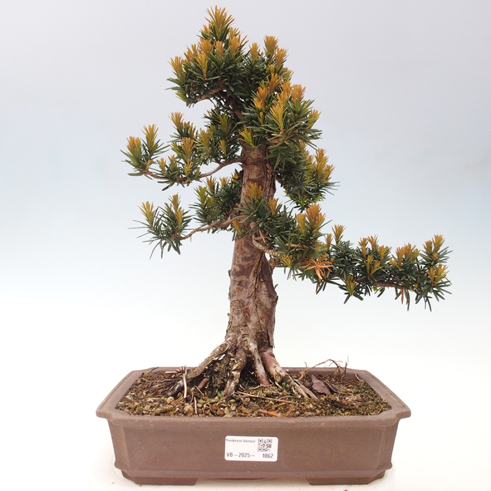 Bonsaï d'extérieur - Taxus cuspidata - If japonais