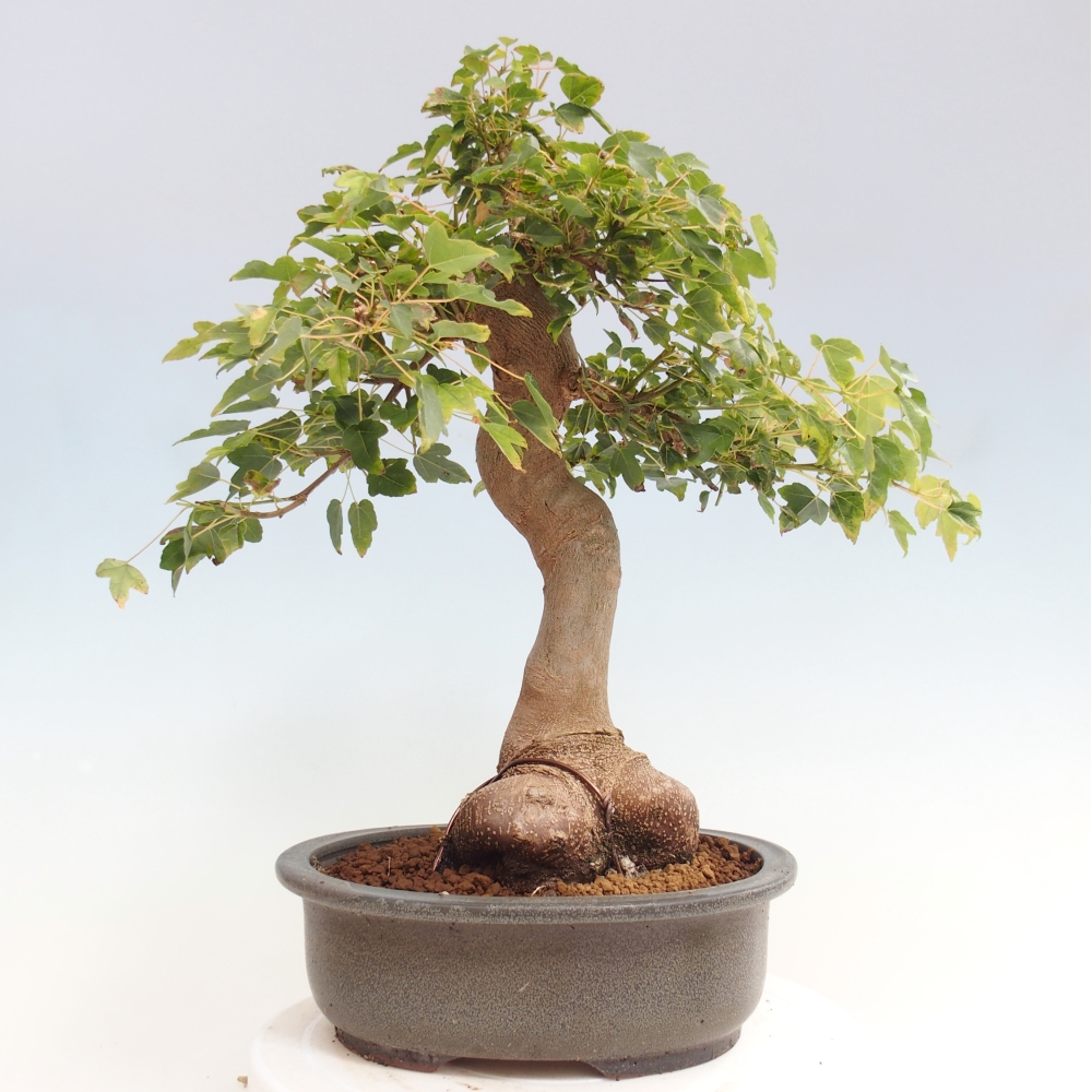 Bonsaï d'extérieur - Acer Buergerianum - Burger Maple