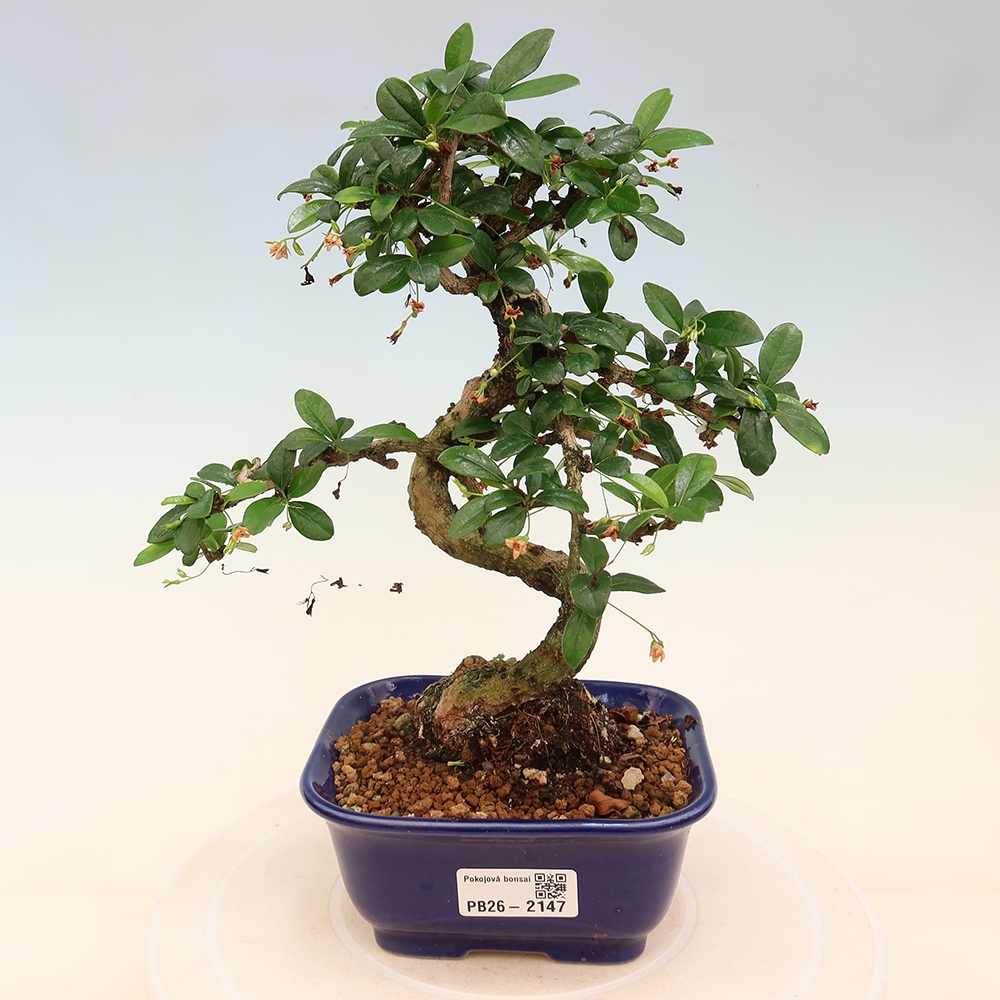 Bonsaï de chambre - Carmona macrophylla - Tea fuki