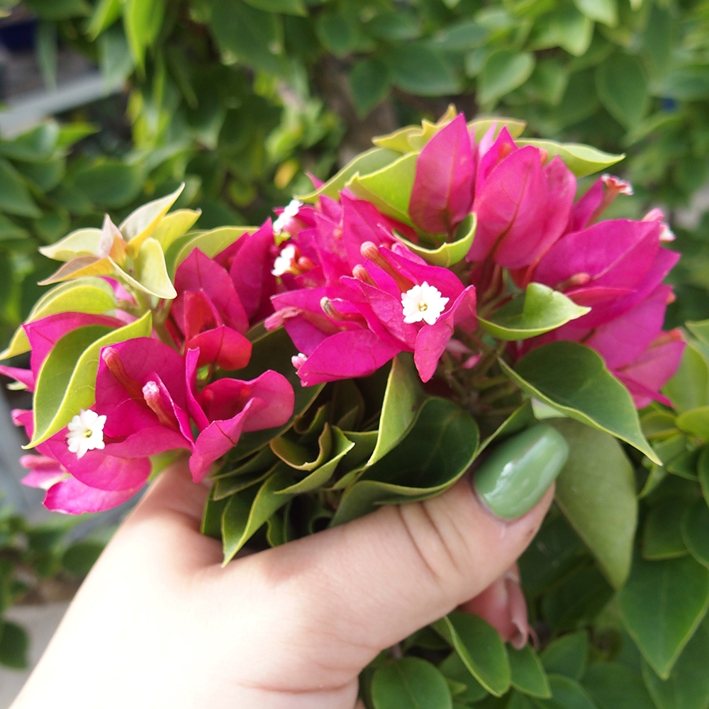 Bonsaï de chambre - Bouganwilea