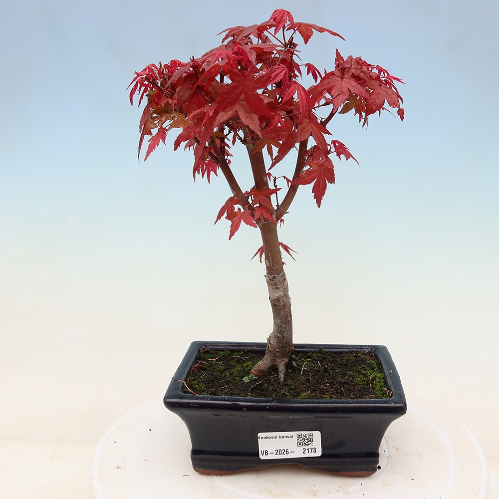 Bonsaï d'extérieur - Acer palmatum DESHOJO