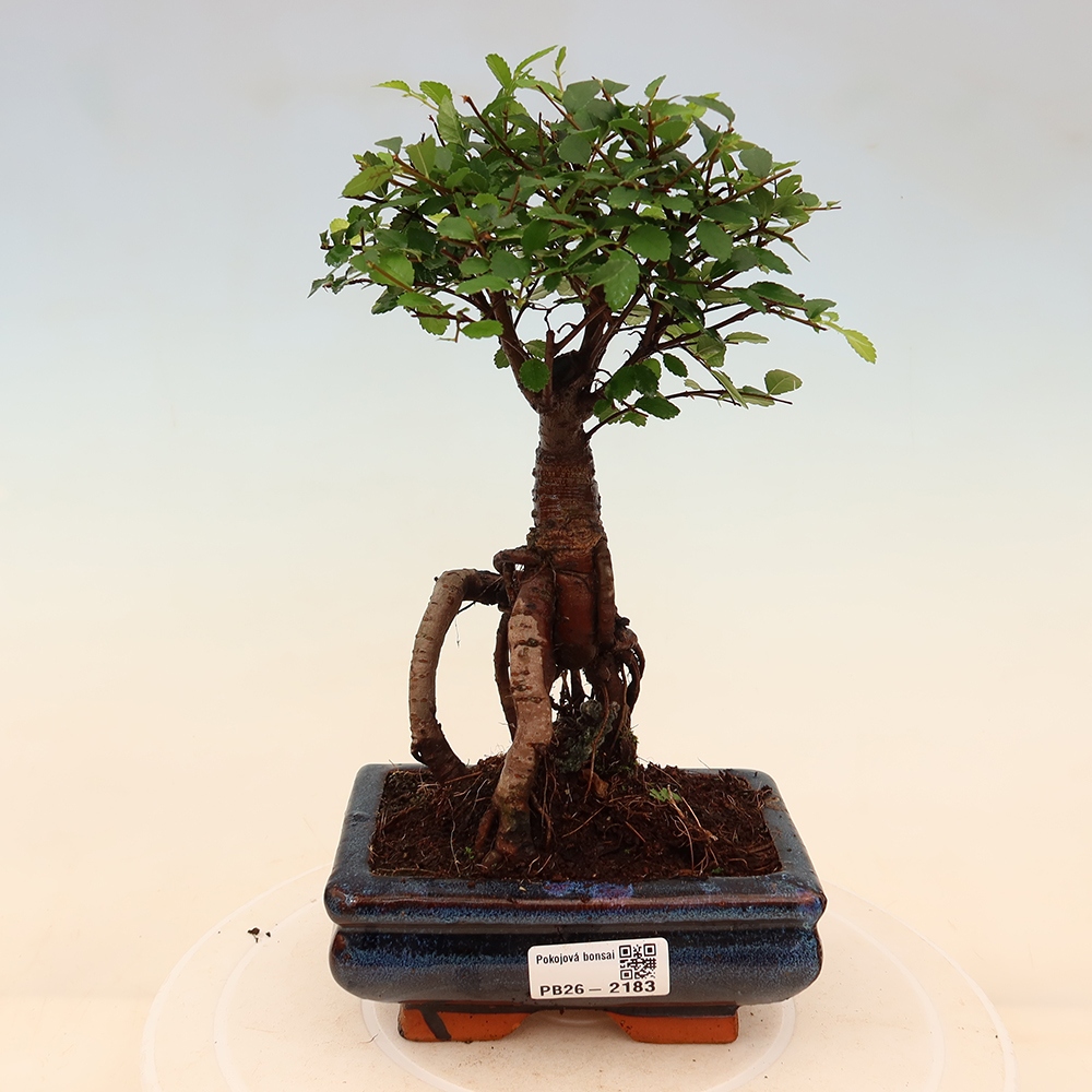 Bonsaï de chambre - Ulmus parvifolia - Orme à petites feuilles