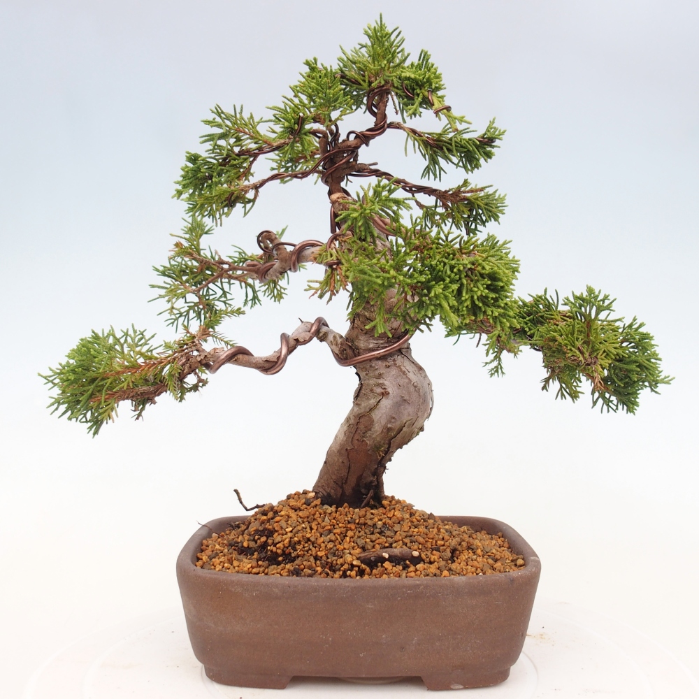 Bonsaï d'extérieur - Juniperus chinensis Itoigawa