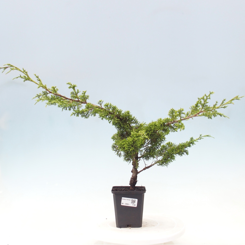 Bonsaï d'extérieur - Juniperus chinensis Itoigawa