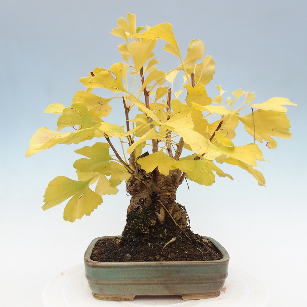 Bonsaïs d'extérieur - Ginkgo biloba - Ginkgo biloba