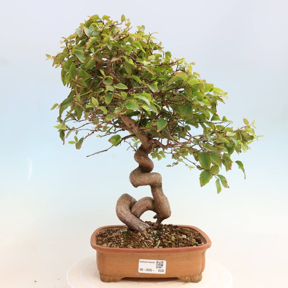 Bonsaï d'extérieur -Carpinus CARPINOIDES - Charme de Corée