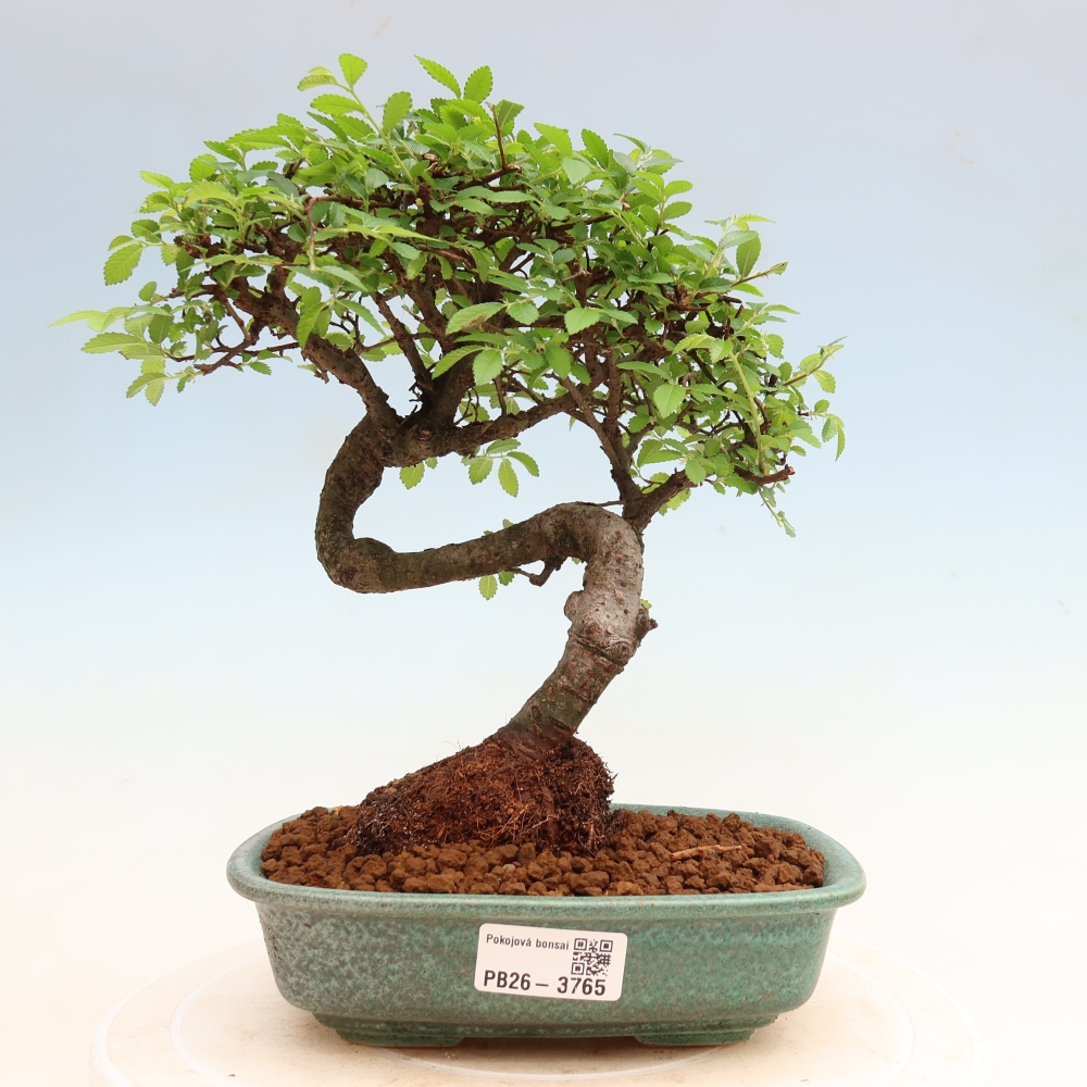 Bonsaï de chambre - Ulmus parvifolia - Orme à petites feuilles