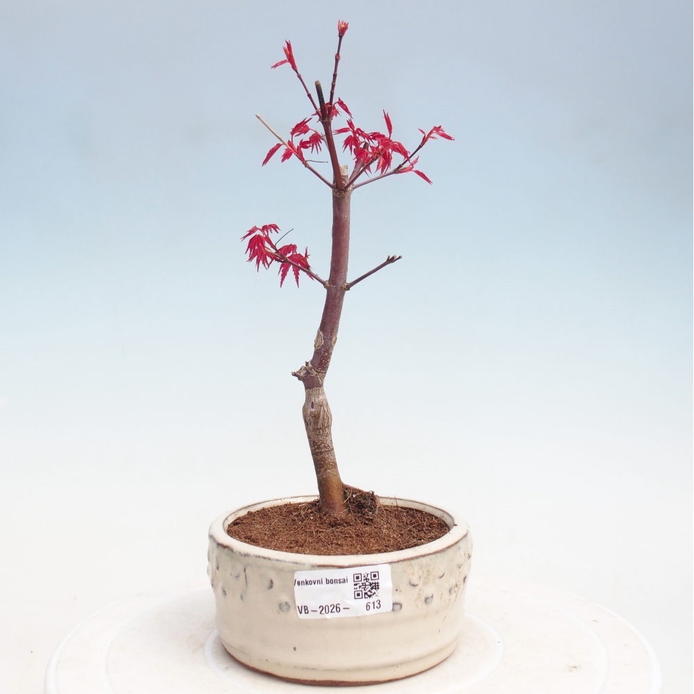 Bonsaï d'extérieur - Acer palmatum DESHOJO