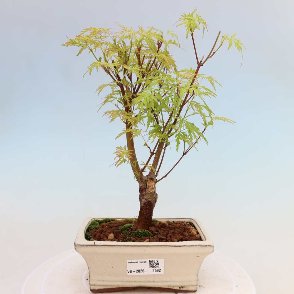 Bonsaï d'extérieur - Acer palmatum Dissectum