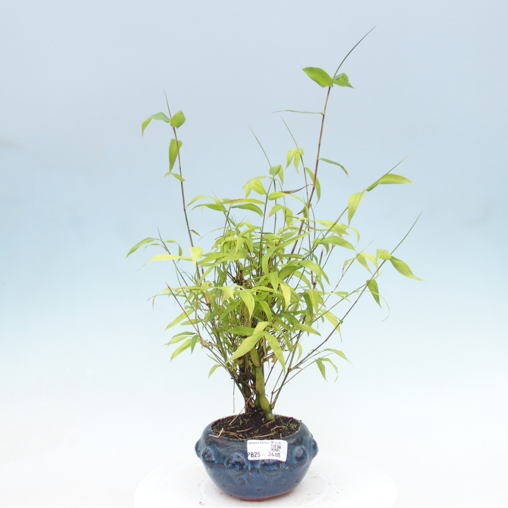 Bonsaï de chambre - Bamboo budha-Bamboo budha belly