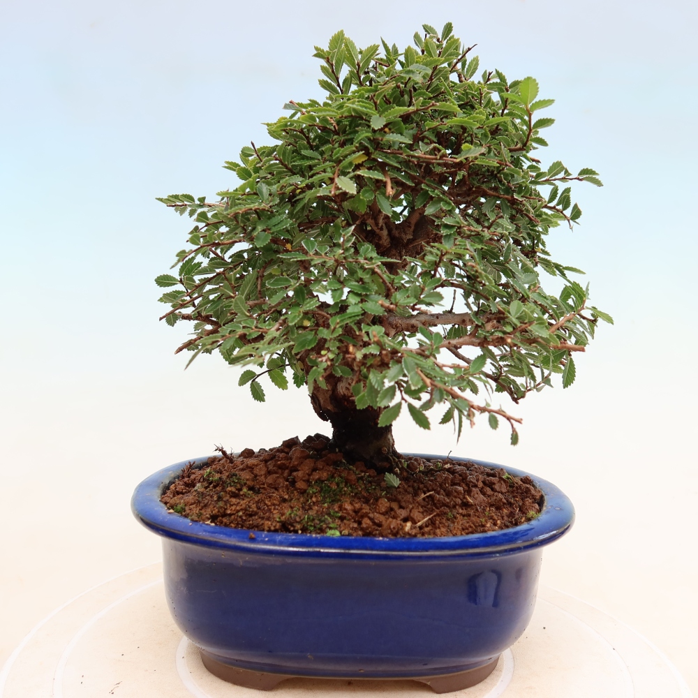 Bonsaï d'extérieur - Zelkova - Zelkova NIRE