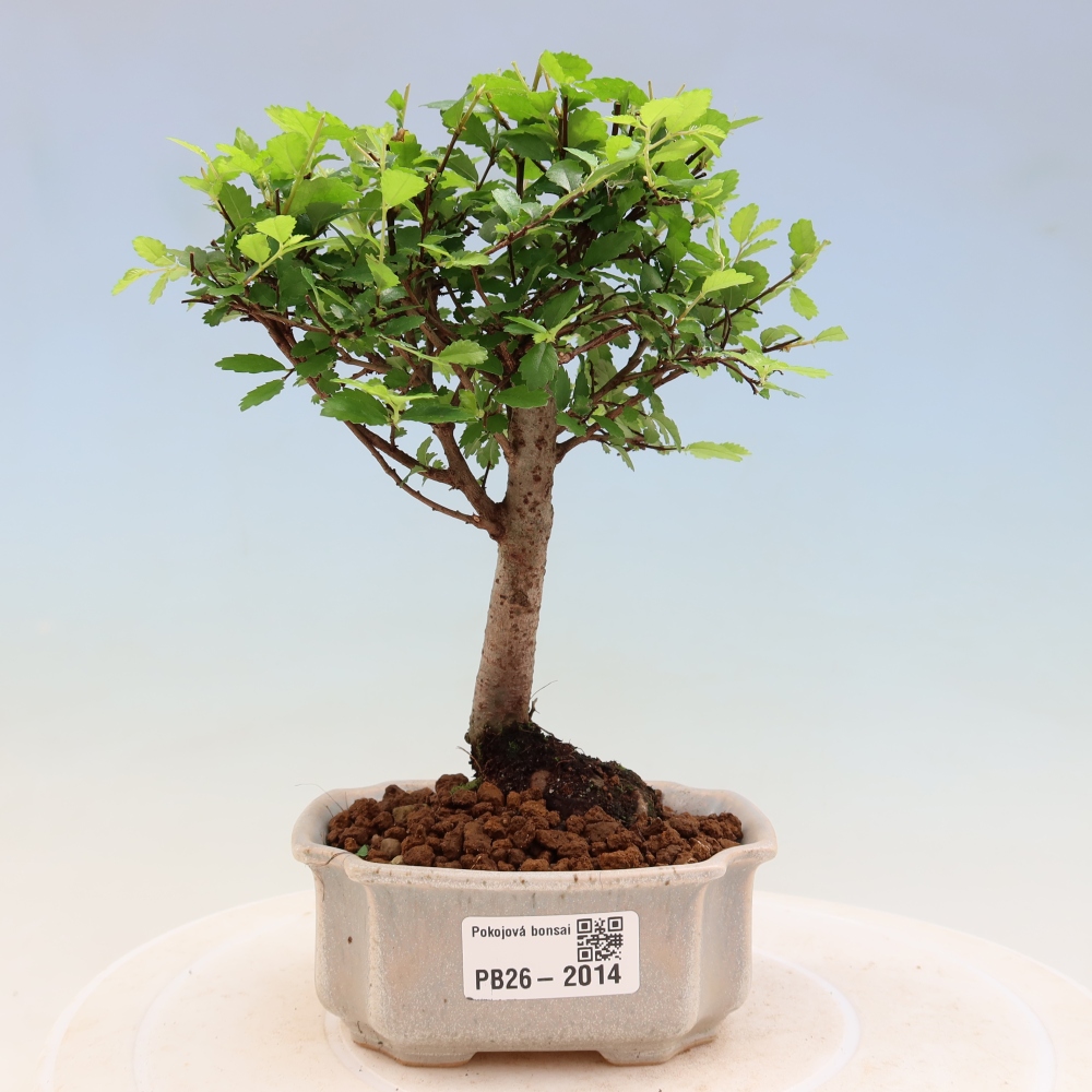 Bonsaï de chambre - Ulmus parvifolia - Orme à petites feuilles