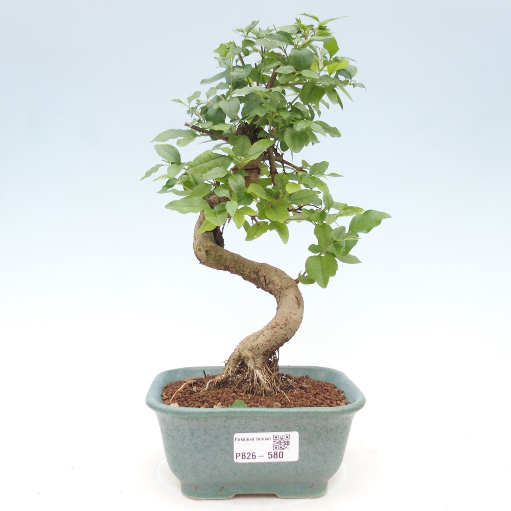 Bonsaï de chambre -Ligustrum chinensis - Bec d'oiseau
