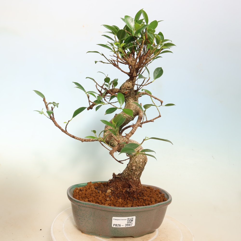 Salle bonsaï - Ficus kimmen - ficus à petites feuilles