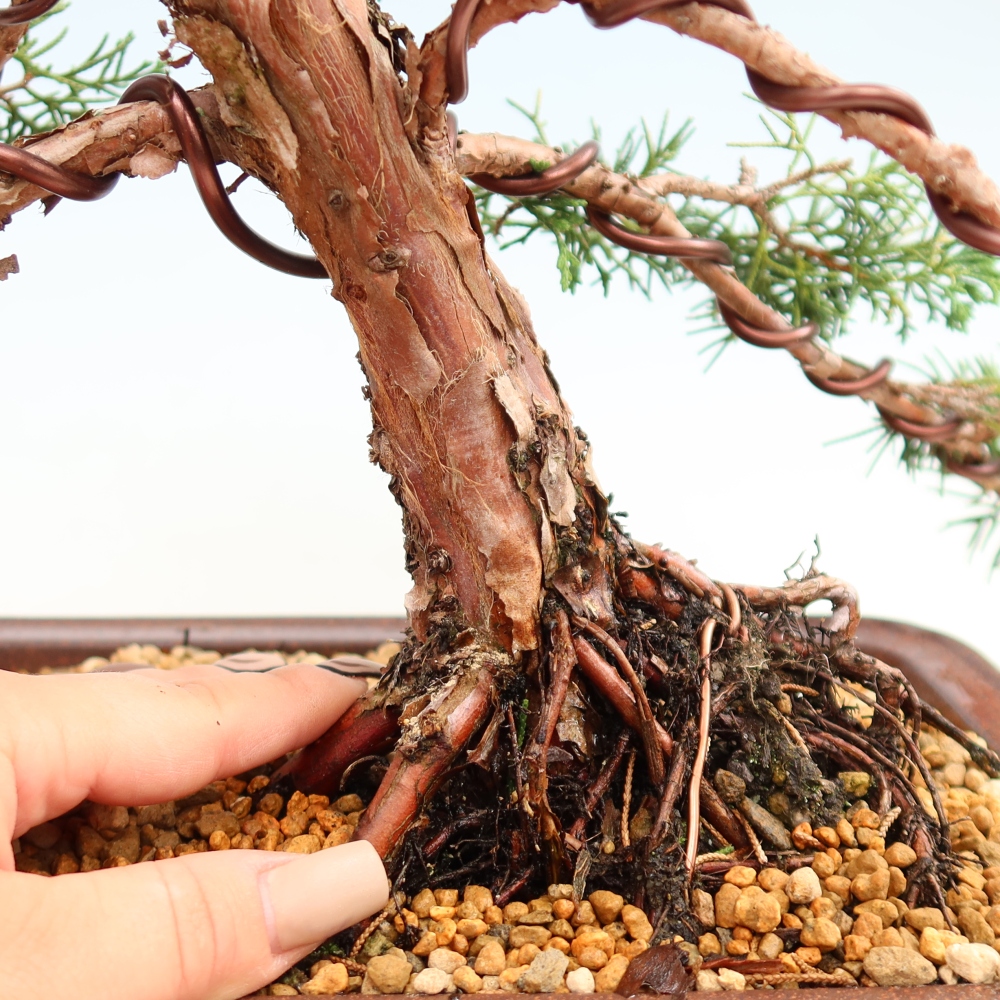 Bonsaï d'extérieur - Juniperus chinensis Kishu