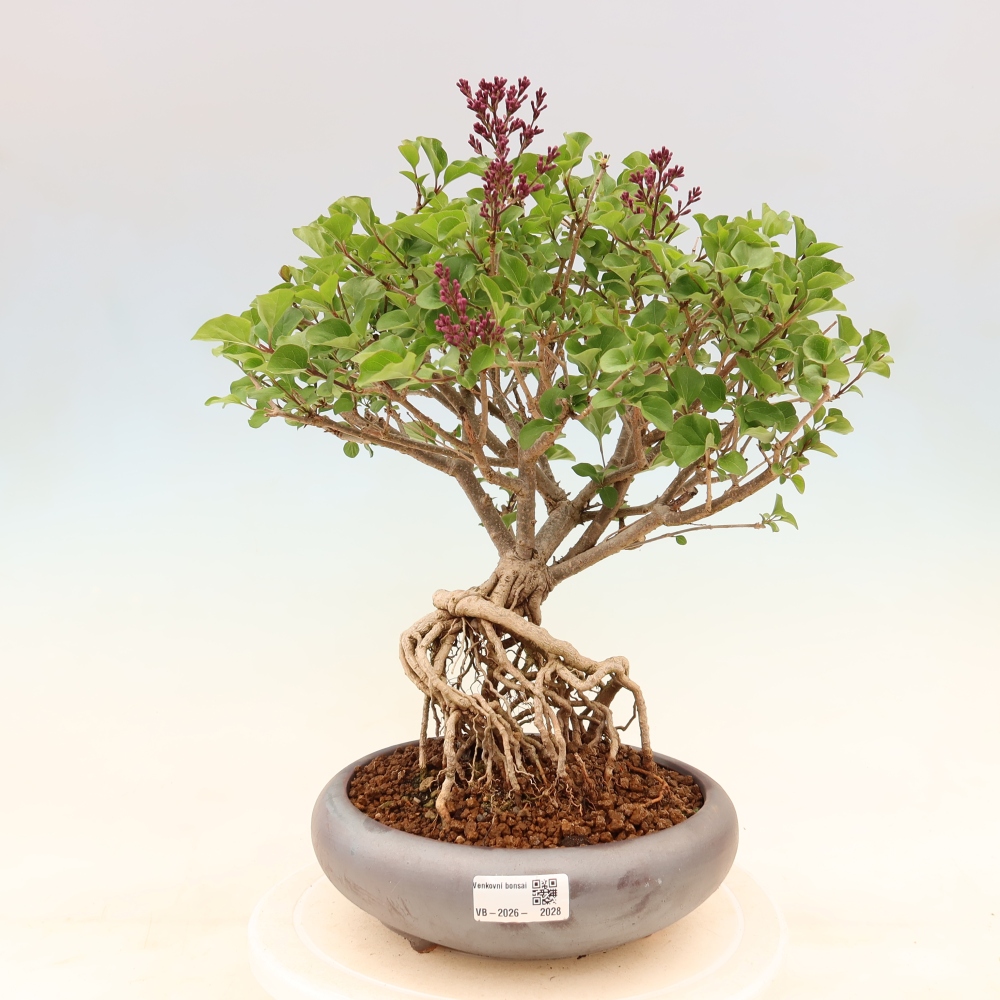 Bonsaï d'extérieur - Syringa microphylla - lilas à petites fleurs