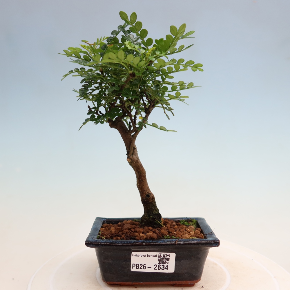 Salle bonsaï - Zantoxylum piperitum - arbre à poivre