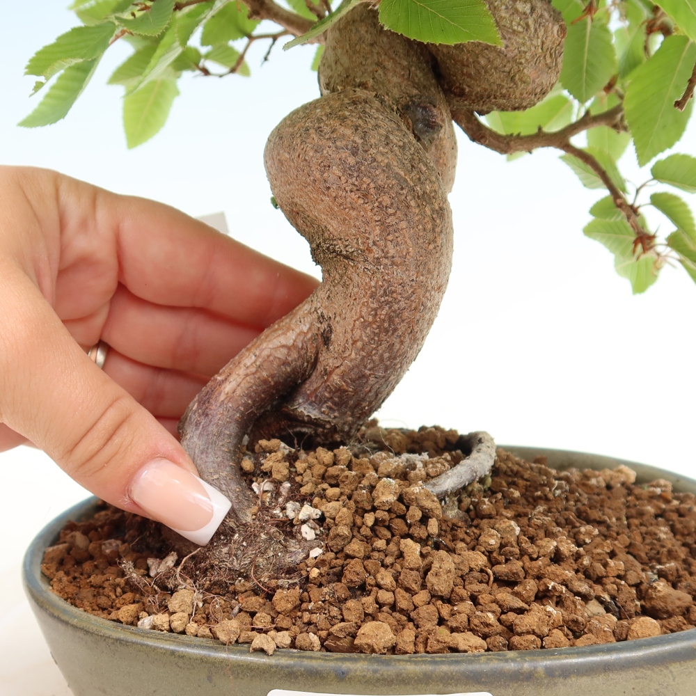 Bonsaï d'extérieur -Carpinus Coreana - Charme de Corée