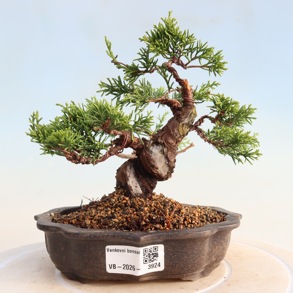 Bonsaï d'extérieur - Juniperus chinensis Itoigawa